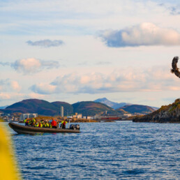 RIB tourists outside of Bod&oslash; looking at the native eagles in the area
